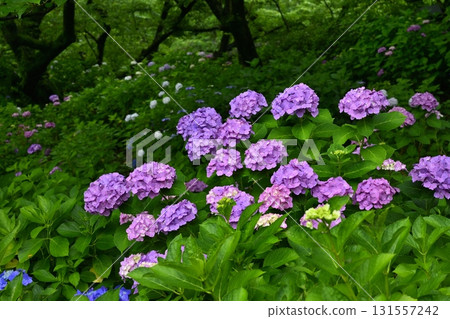 Hydrangea flowers at Gongendo Tsutsumi, Satte City 131557242