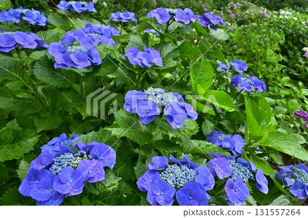 Hydrangea flowers at Gongendo Tsutsumi, Satte City 131557264