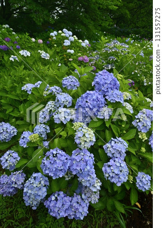 Hydrangea flowers at Gongendo Tsutsumi, Satte City 131557275