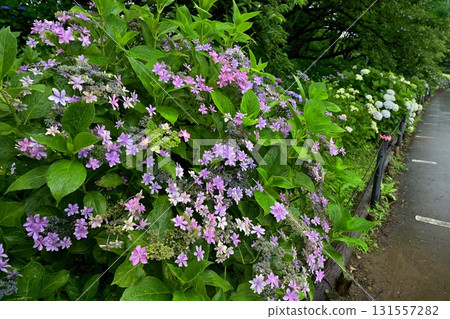 Hydrangea flowers at Gongendo Tsutsumi, Satte City Hydrangea flowers at Gongendo Tsutsumi, Satte City 131557282