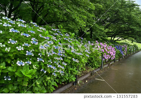 Hydrangea flowers at Gongendo Tsutsumi, Satte City 131557283
