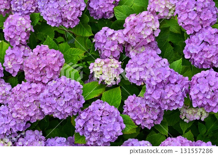 Hydrangea flowers at Gongendo Tsutsumi, Satte City 131557286
