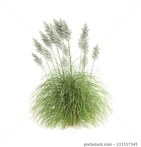 3d illustration of bush Cortaderia selloana isolated on transparent backgroun 131557345