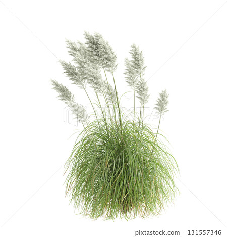 3d illustration of bush Cortaderia selloana isolated on transparent backgroun 131557346