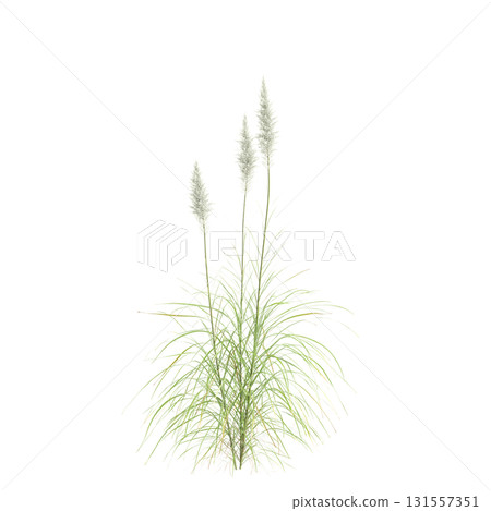 3d illustration of bush Cortaderia selloana isolated on transparent backgroun 3d illustration of bush Cortaderia selloana isolated on transparent backgroun 131557351