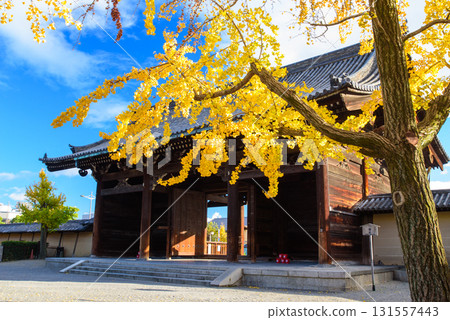 The South Gate of Toji Temple with yellow leaves 131557443