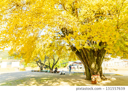 三重縣南伊勢町河內的金色銀杏樹 131557639