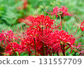 紅蜘蛛百合 131557709