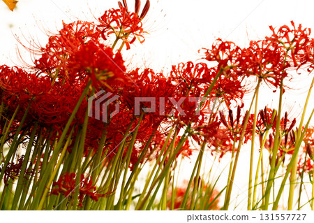 cluster spider lilies growing in clusters 131557727