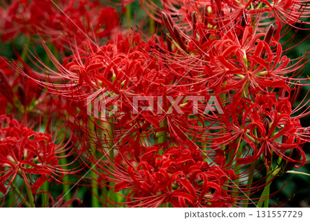 red spider lily 131557729
