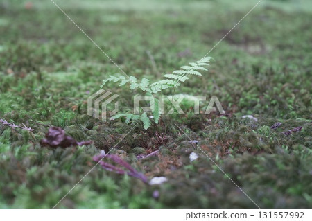 福井縣平泉寺白山神社的風景 131557992