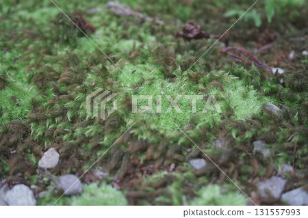 福井縣平泉寺白山神社的風景 131557993