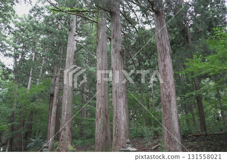 福井縣平泉寺白山神社的風景 福井縣平泉寺白山神社的風景 131558021