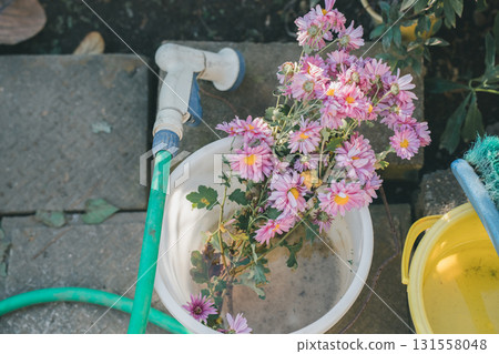 chrysanthemum, chrysanth, yard 131558048