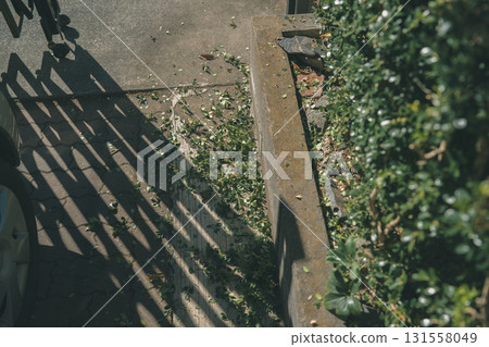 pruning, garden, gardening 131558049