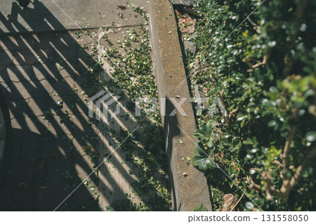 pruning, garden, gardening 131558050