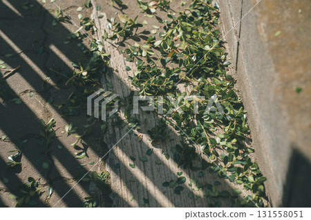 leaf, pruning, garden 131558051