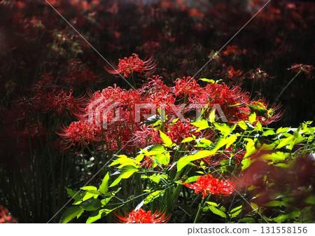 Shizuoka Prefecture, Red Spider Lily, October Shizuoka Prefecture, Red Spider Lily, October 131558156