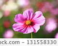 Close-up of a single cosmos flower in a field of full bloom 131558330