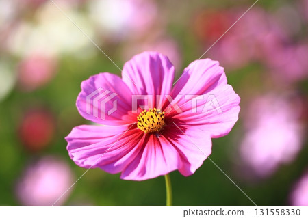 盛開的田野中一朵波斯菊的特寫 盛開的田野中一朵波斯菊的特寫 131558330