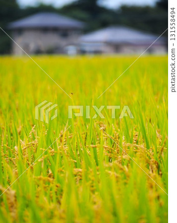 Fruitful autumn Fruitful autumn 131558494