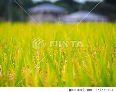 Fruitful autumn 131558495