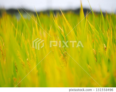 Fruitful autumn 131558496