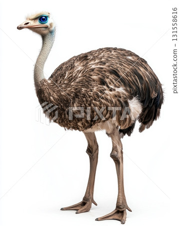 Elegant Ostrich Standing Tall Against a Pure White Background 131558616