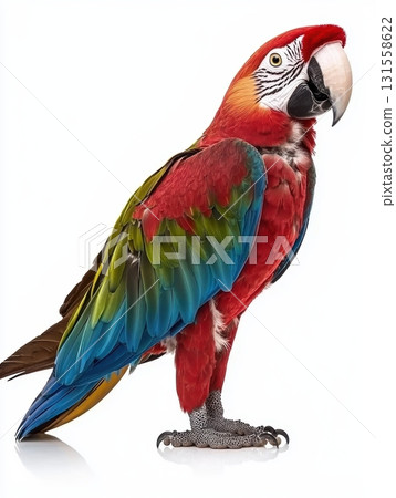 Vibrant Macaw Standing Proudly Against a White Background in High Fidelity 131558622