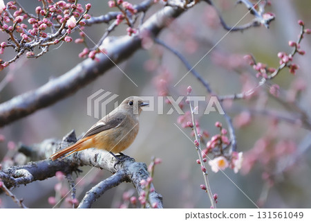 Yobitaki stuck in a plum tree 131561049