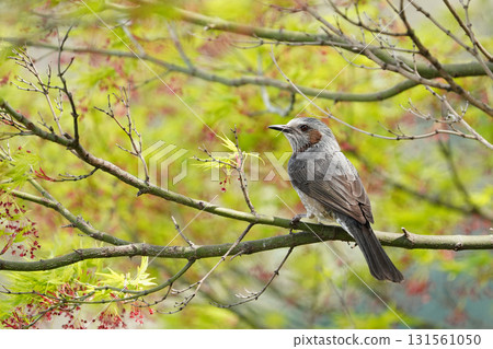 Brown-eared bulbulous on branches Brown-eared bulbulous on branches 131561050