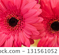 Red Gerbera 131561052