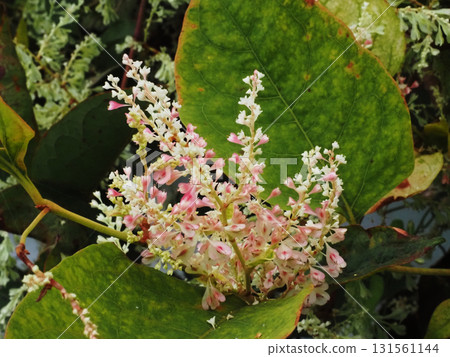 紅虎杖的白花紅果（帶有花和漿果的紅色虎杖） 131561144
