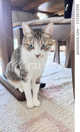 [Rescue cat] A tabby cat relaxing in the sun 131561209