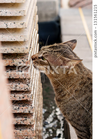 Cat inspecting tiles. High quality photo 131561215
