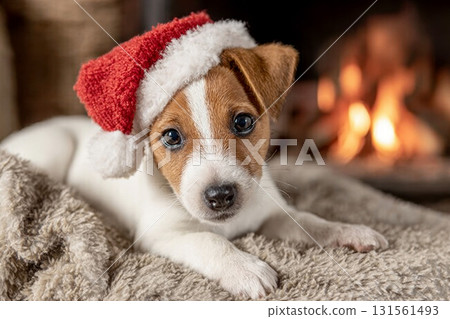 Cute dog in Santa Claus hat lying on fluffy rug at home 131561493