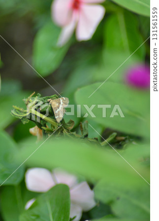 一隻蝴蝶在草地上休息翅膀 131561559