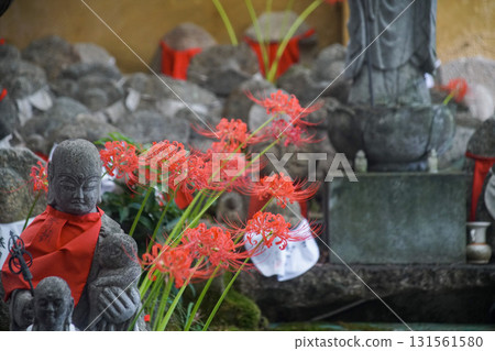 千本延魔堂的石蒜屬植物 131561580