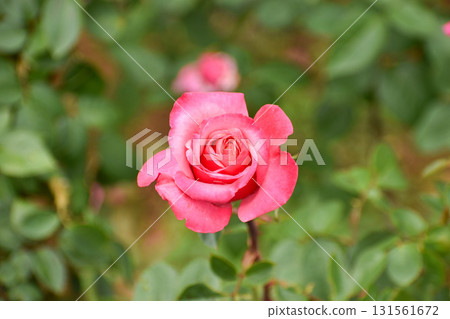 漂亮的粉紅色秋玫瑰 131561672