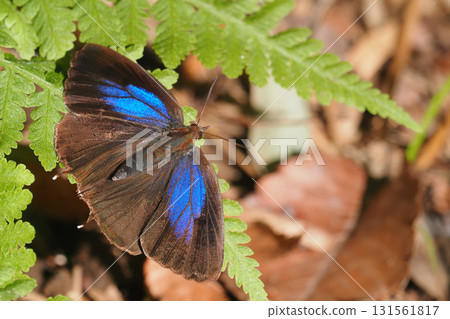 Purple swallow (female) 131561817