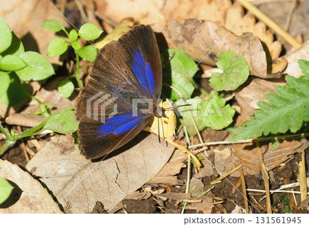 Purple swallow (female) 131561945