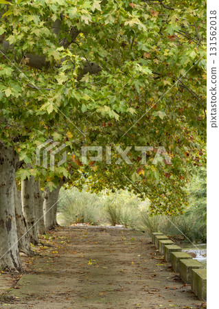 A path with trees on either side A path with trees on either side 131562018