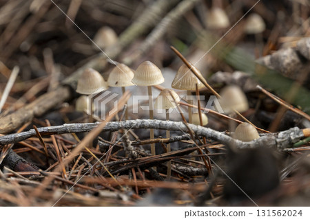 A group of mushrooms are growing on a log A group of mushrooms are growing on a log 131562024
