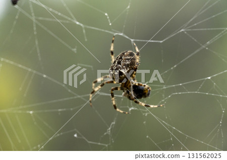 A spider is sitting on a web A spider is sitting on a web 131562025