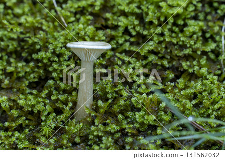 A mushroom is sitting on a patch of green moss 131562032