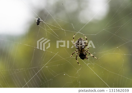A spider is sitting on a web, with a fly in the background A spider is sitting on a web, with a fly in the background 131562039
