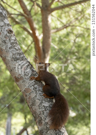 A squirrel is sitting on a tree branch A squirrel is sitting on a tree branch 131562044