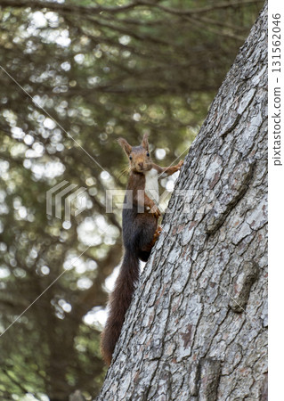 A squirrel is perched on a tree branch A squirrel is perched on a tree branch 131562046