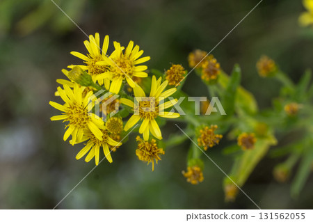A yellow flower with brown spots is in the foreground A yellow flower with brown spots is in the foreground 131562055