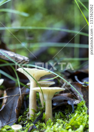 Three mushrooms are growing in a grassy area Three mushrooms are growing in a grassy area 131562062
